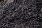 Antelope Hill Petroglyphs