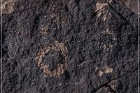 Antelope Hill Petroglyphs
