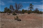 Grasshopper Ruin
