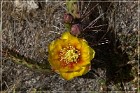 Montezuma Well NM