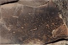 Petrified Forest Newspaper Rock