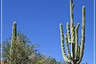 Picture Rocks Petroglyphs
