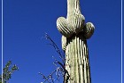 Picture Rocks Petroglyphs