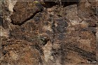Picture Rocks Petroglyphs