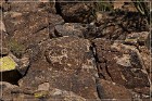 Picture Rocks Petroglyphs