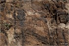 Picture Rocks Petroglyphs