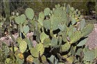 Picture Rocks Petroglyphs