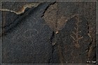 Sears Point Petroglyphs