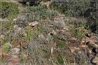 Shoofly Indian Ruins