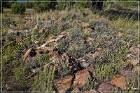 Shoofly Indian Ruins