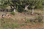 Shoofly Indian Ruins