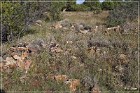 Shoofly Indian Ruins