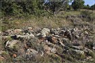 Shoofly Indian Ruins