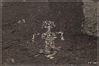 Springerville Petroglyphs