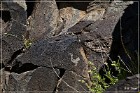 Springerville Petroglyphs