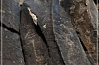 Springerville Petroglyphs