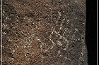 Springerville Petroglyphs