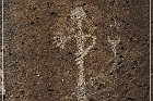Springerville Petroglyphs
