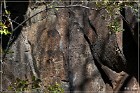 Springerville Petroglyphs