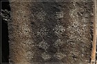 Springerville Petroglyphs