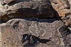 Springerville Petroglyphs