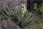 Springerville Petroglyphs