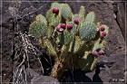Springerville Petroglyphs