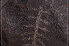 Texas Hill Petroglyphs
