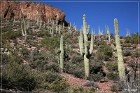 Tonto NM