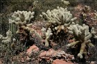 Tonto NM