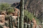 Tonto NM