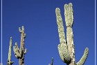 Tonto NM