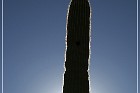 Tonto NM