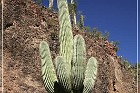 Tonto NM
