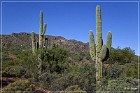 Tonto NM