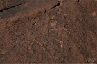 Tutuveni Newspaper Rock