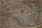 White Mountain Petroglyphs