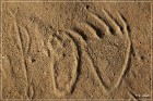White Mountain Petroglyphs