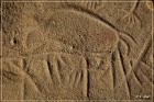 White Mountain Petroglyphs