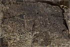 Red Rock Petroglyphs
