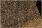 Bishop Petroglyph Site