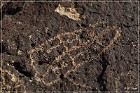 Chidago Petroglyphs
