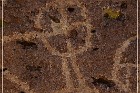 Chidago Petroglyphs