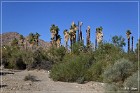 corn springs petroglyphs 02