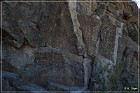 Corn Springs Petroglyphs