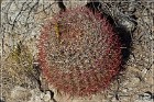 Corn Springs Petroglyphs