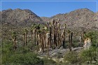 Corn Springs Petroglyphs
