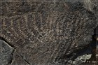Inscription Canyon Petroglyphs