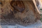 Disney Pictographs (2014)