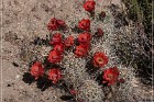 Red Lady Pictographs